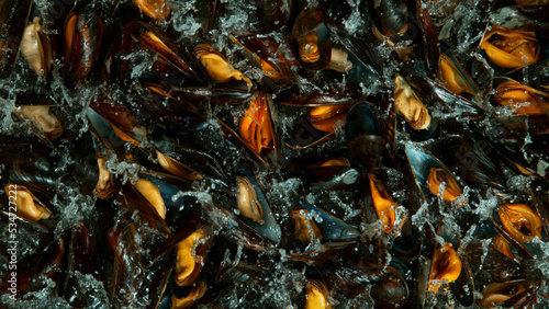 Falling mussels into water,...