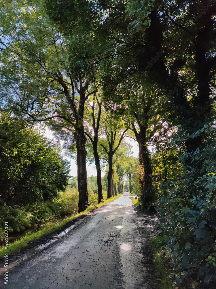Scenic lane with tall trees on both sides whose leaves are beginning to colour Scenic lane with tall trees on both sides whose leaves are beginning to colour