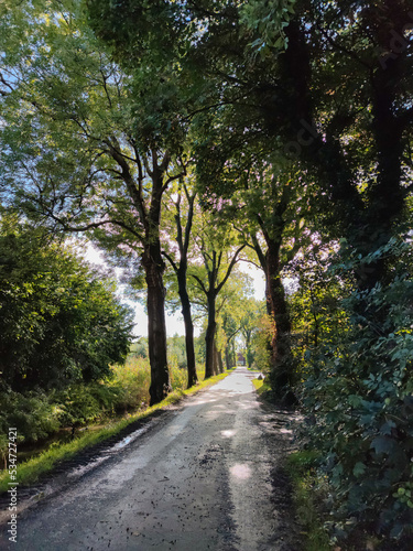 Scenic lane with tall trees on both sides whose leaves are beginning to colour