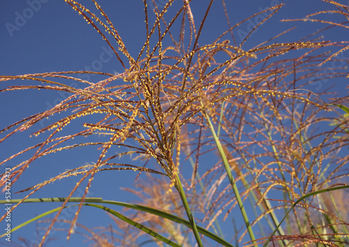 ススキの黄色い花