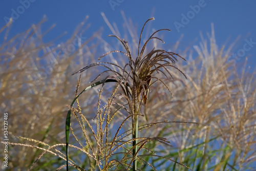 ススキとバッタ