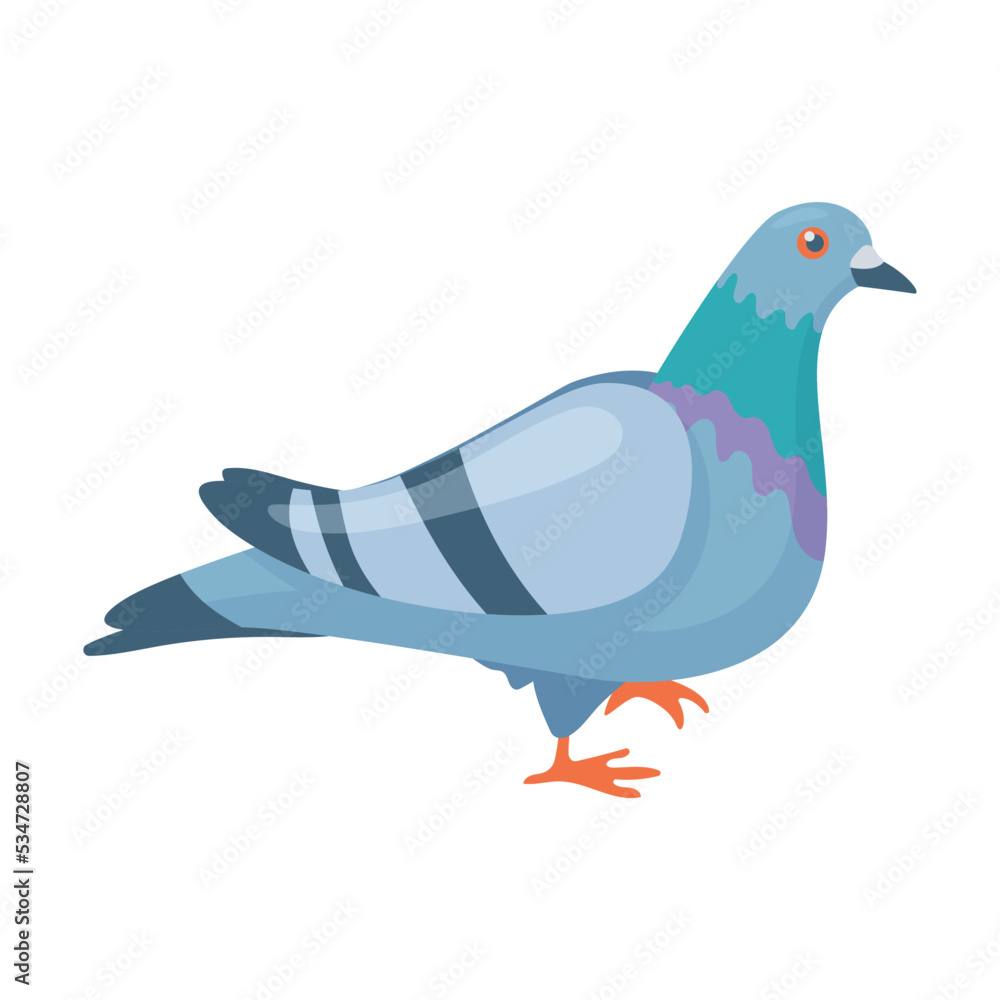 Fototapeta premium Wild gray pigeon. Breeding domestic pigeons. Cartoon vector isolated on white background