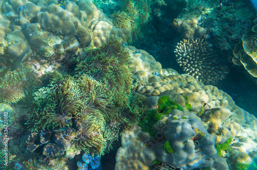 Fototapeta Naklejka Na Ścianę i Meble -  Underwater coral reef turquoise water sea life