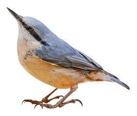 Eurasian nuthatch or wood nuthatch (Sitta europaea), PNG, isolated on transparent background