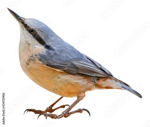 Eurasian nuthatch or wood nuthatch (Sitta europaea), PNG, isolated on transparent background