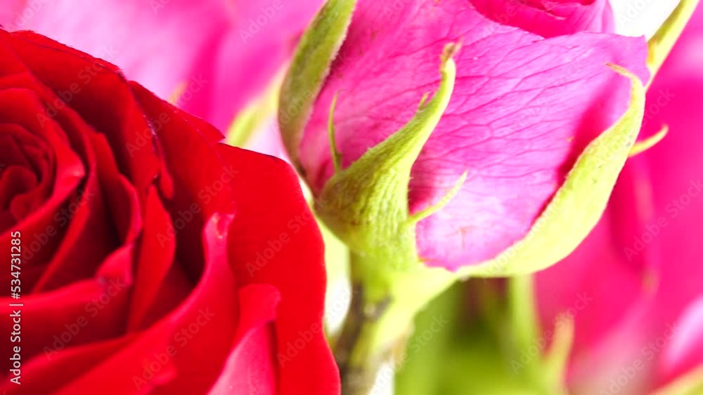 4K Beautiful pink red peony flowers bouquet background. Blooming peony or roses flowers rotating close-up. Wedding backdrop, Valentine's Day concept. Birthday bouquet, bunch. Blossom, flower closeup 4K Beautiful pink red peony flowers bouquet background. Blooming peony or roses flowers rotating close-up. Wedding backdrop, Valentine's Day concept. Birthday bouquet, bunch. Blossom, flower closeup