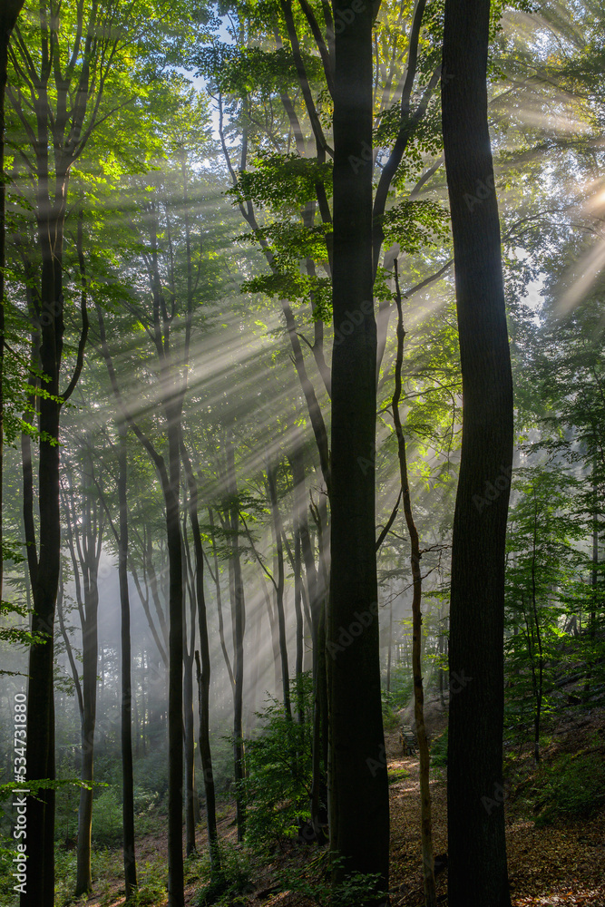 Marburger Wald, Lichtstimmung Morgennebel