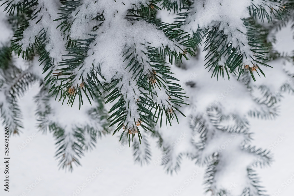 Fir tree branches covered with snow, view from the top