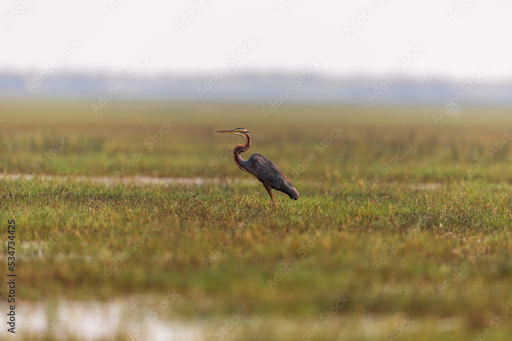 Purple heron (Ardea purpurea) at Manglajodi, Odisha Purple heron (Ardea purpurea) at Manglajodi, Odisha