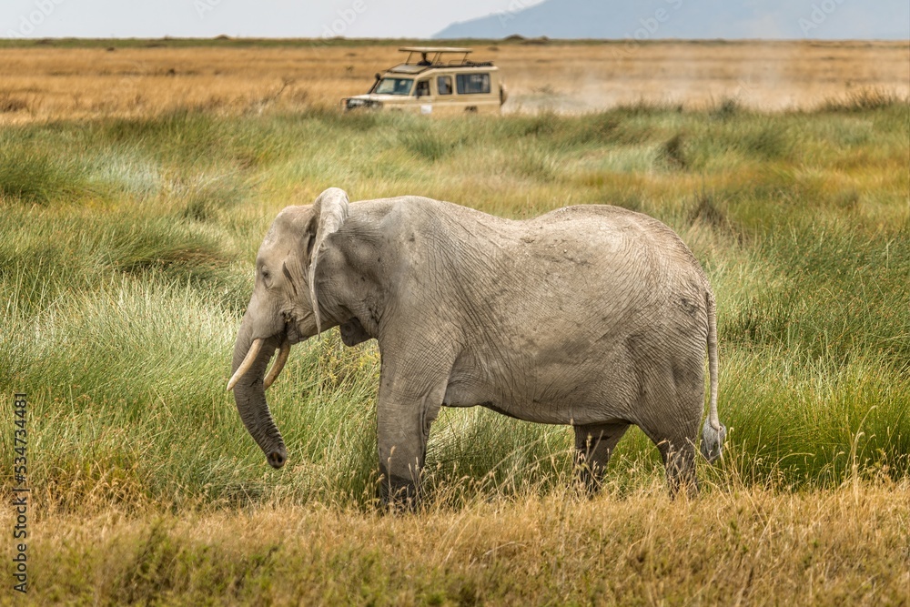 Fototapeta premium An african elephant walking through the savannah of the Serengeti, Tanzania