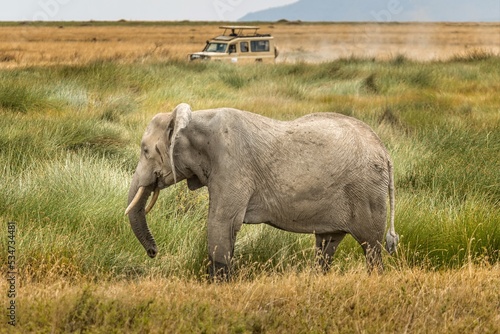 An african elephant walking through the savannah of the Serengeti, Tanzania