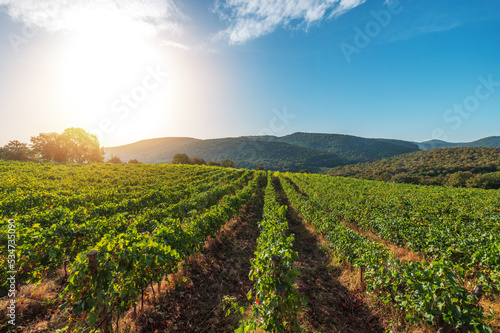 Photography Vineyard agricultural fields in the countryside, beautiful landscape during sunrise