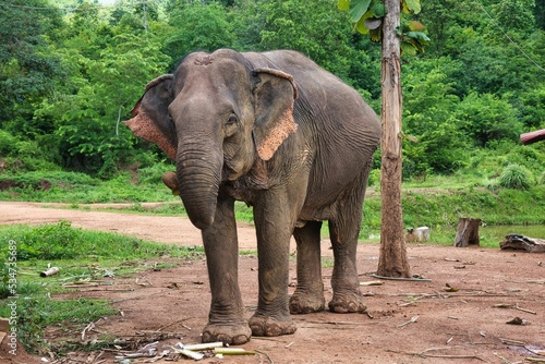 portrait of Lao Elefant at Luang Prabang, Laos PDR, South East Asia. High quality photo