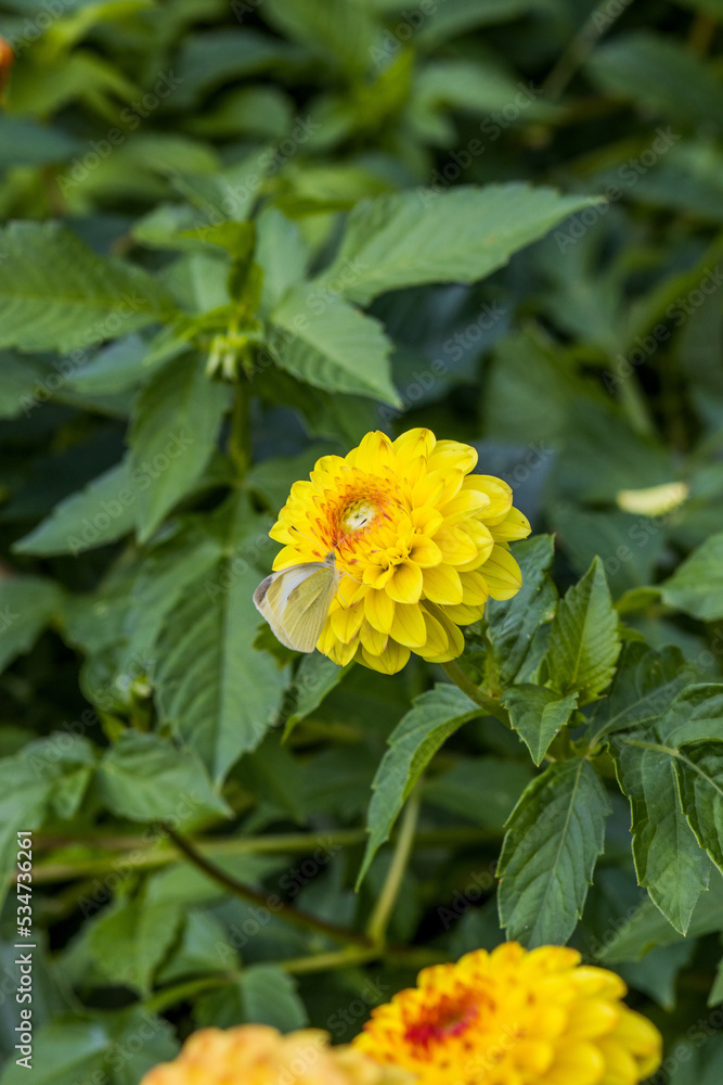 blume blume