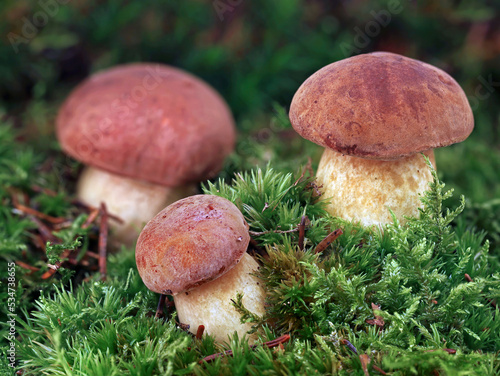 Canvas Print Close up of young grown edible mushrooms in green moss, Imleria badia, commonly