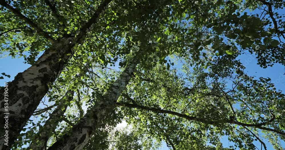 Trunk and foliage of birch against the blue sky Trunk and foliage of birch against the blue sky