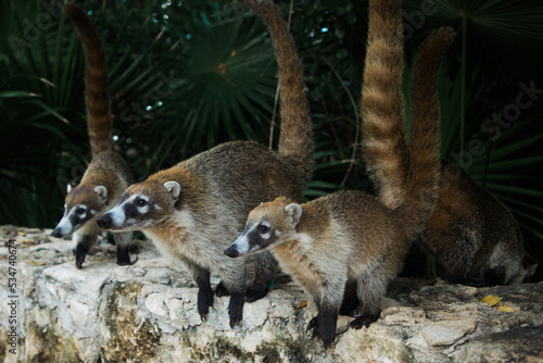 coati raccoon in mexico yucotan closeup photo