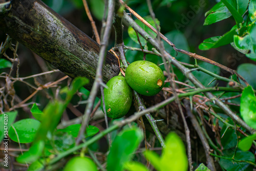The term Indian lemon refers to indigenous lemon varieties such as the Nepali Oblong, Nepali Round,