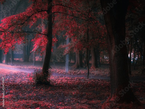 Magical forest in the fog in pink tones. Dark autumn forest in the morning. Mysterious woods. Beautiful nature.