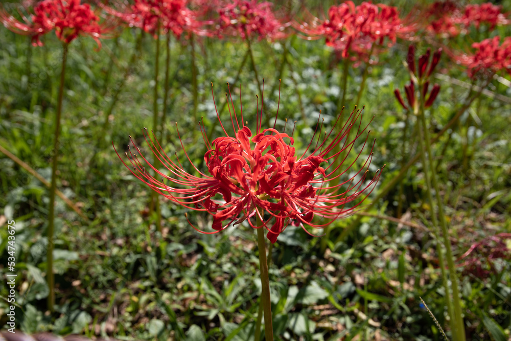 Red spider lilies in Tokyo, Japan
