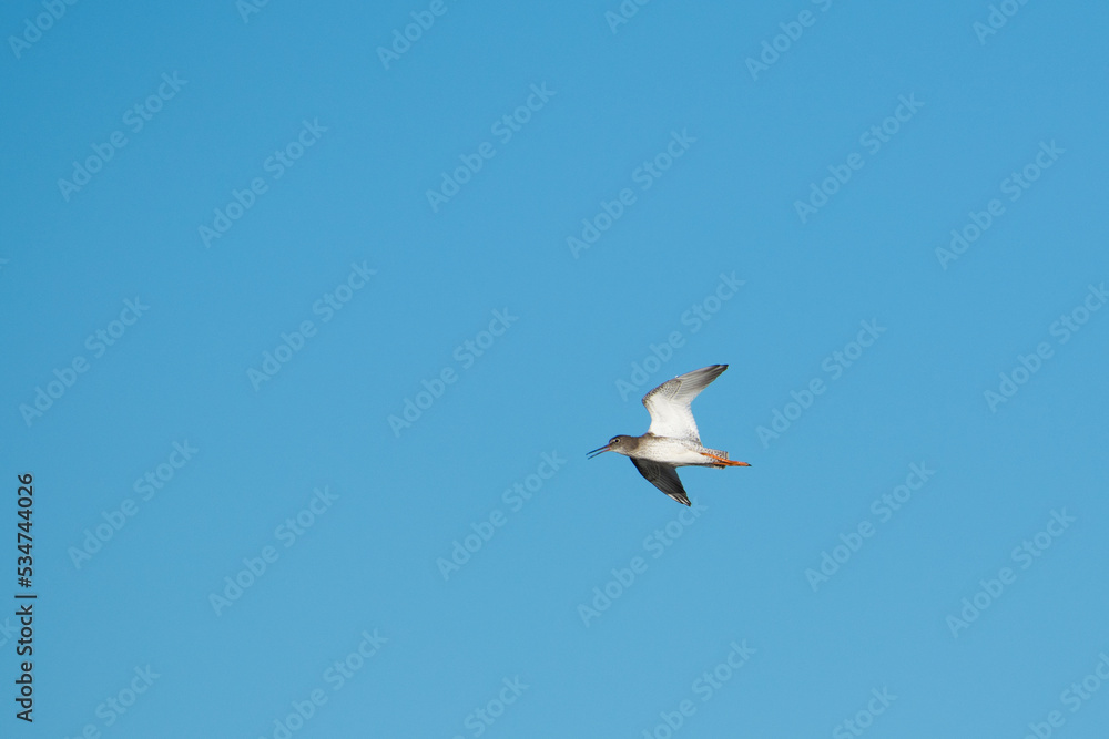 Obraz premium seagull in flight