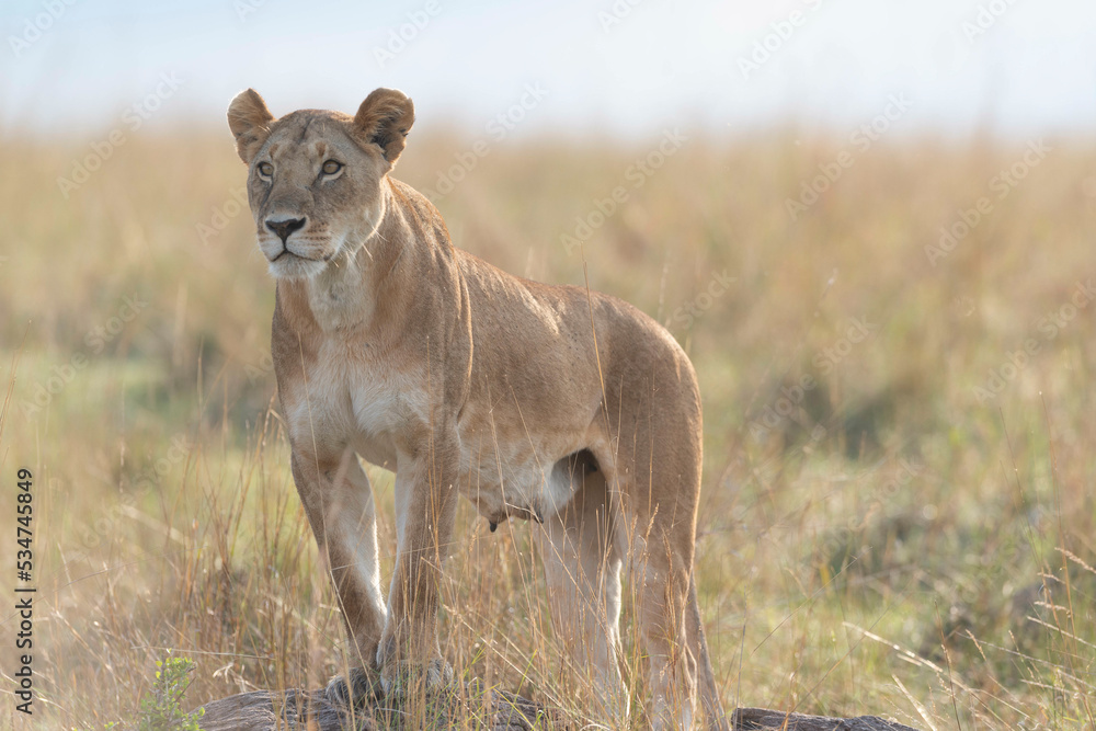 Lioness Lioness