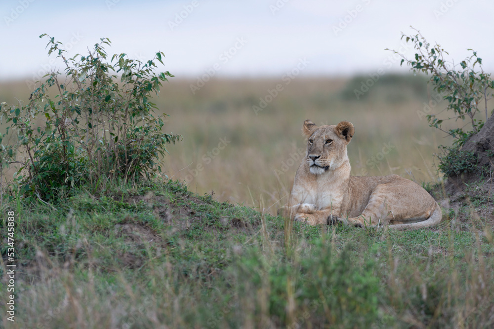 Lioness Lioness