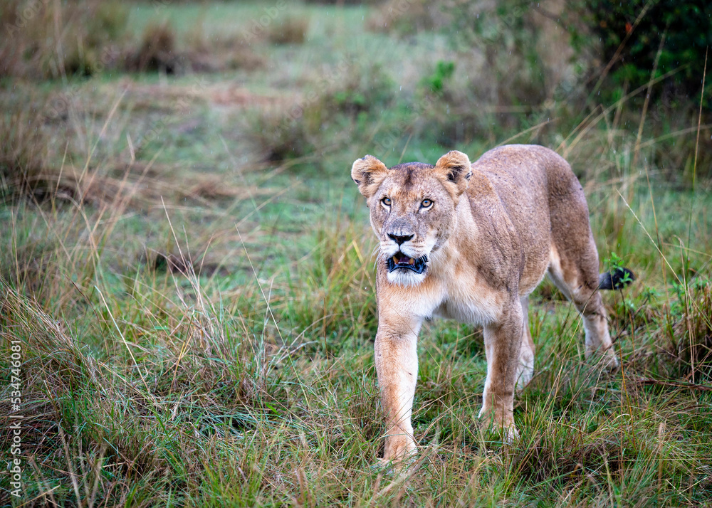 Naklejka premium Lioness