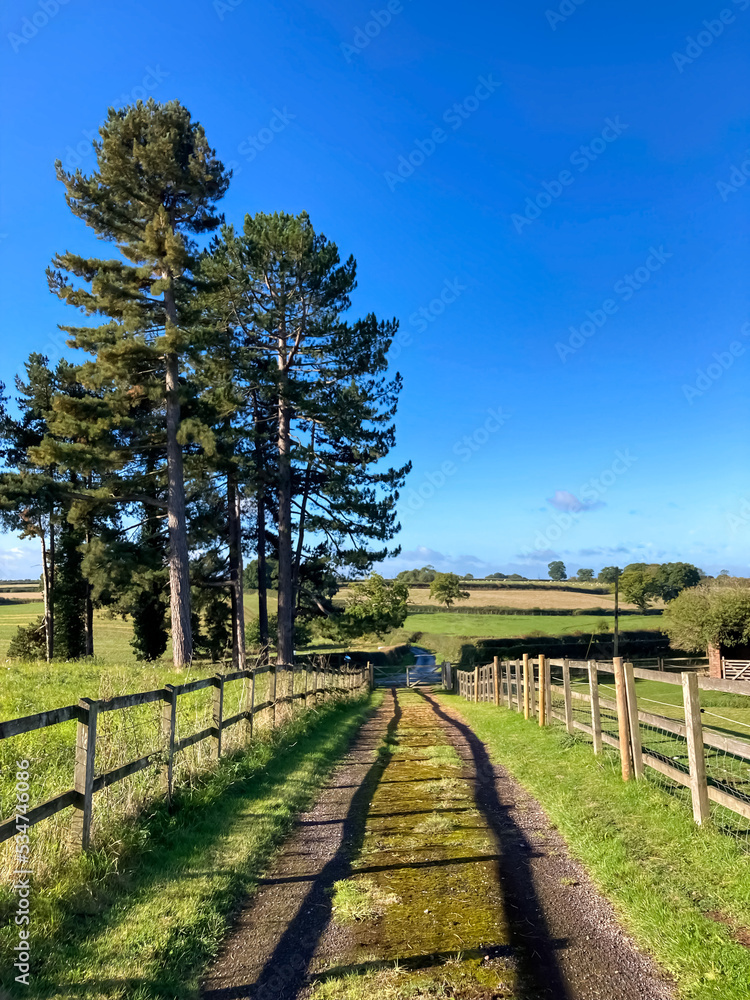 Dirt road between fields with fences and trees Dirt road between fields with fences and trees
