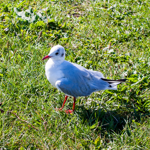 gaviota de patas rojas posada sobre hierba verde photo