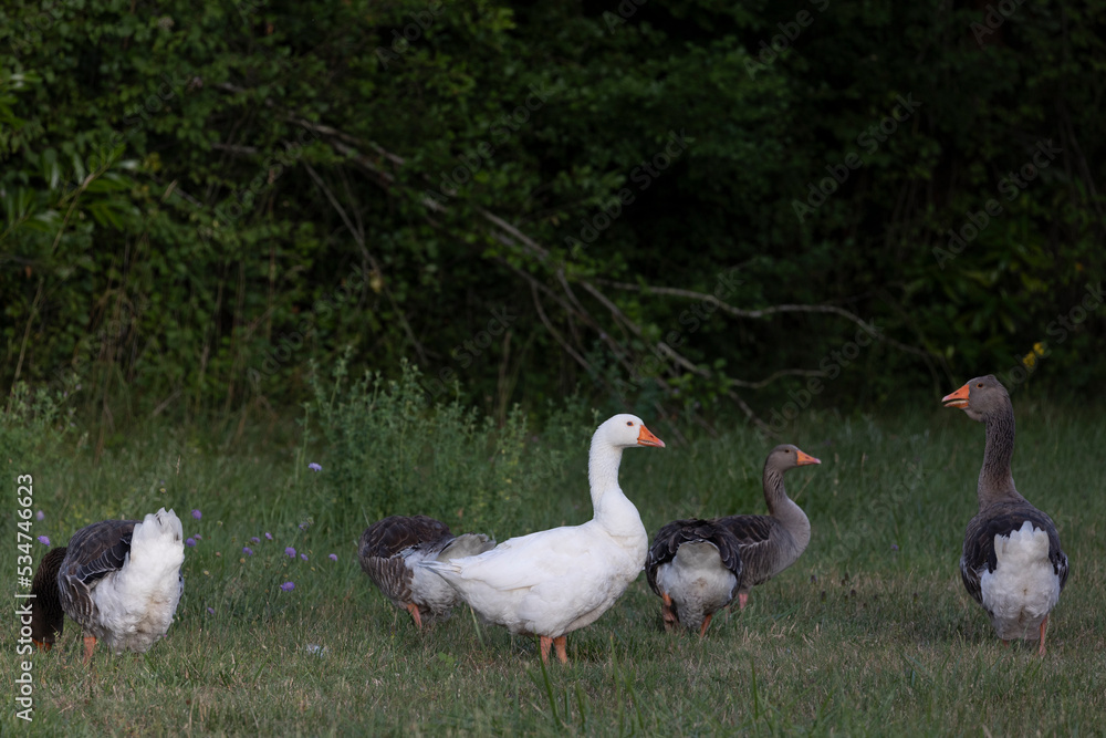 Obraz premium oie, oiseau