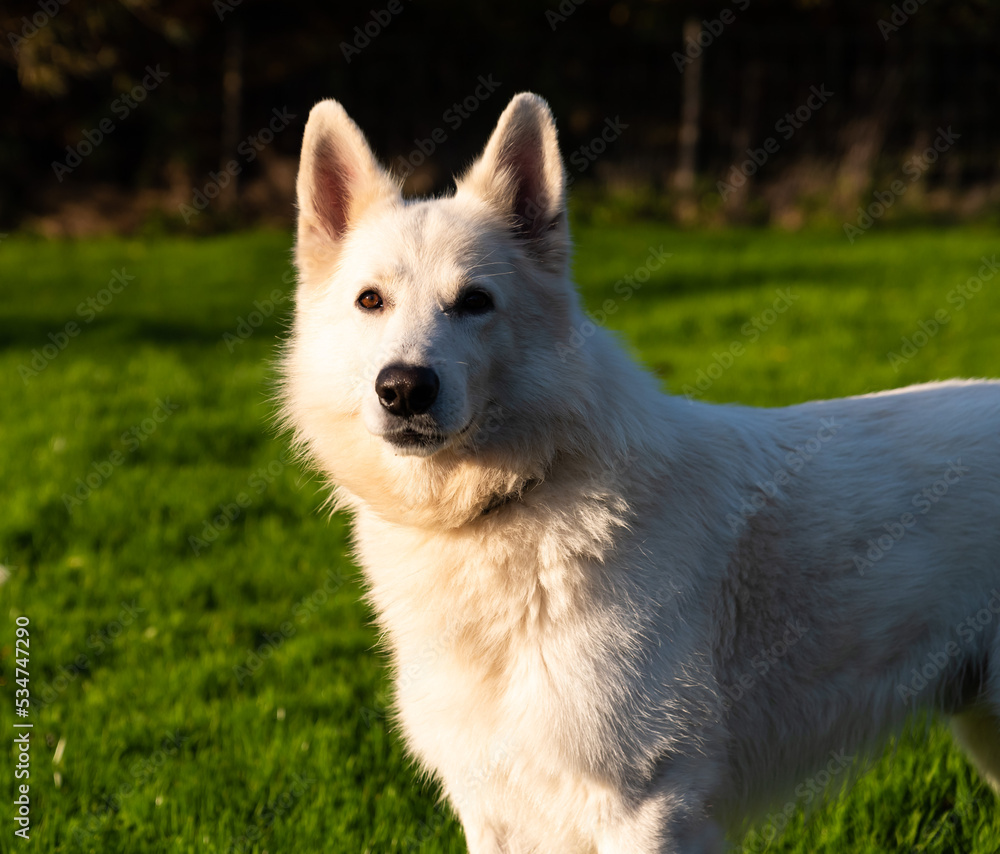 White Swiss Shepherd Dog, with long furry hair at the Flemish countryside