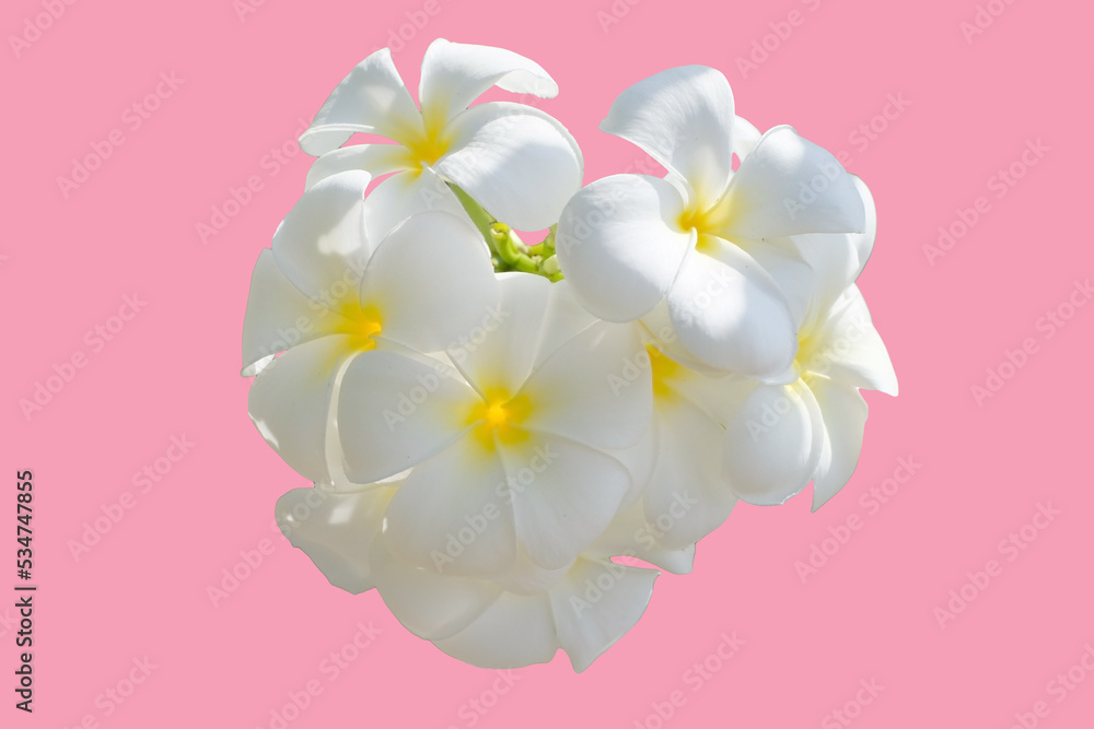 White flower, Close up petal of white Plumeria flower or white flower isolated use for web design and white flower background White flower, Close up petal of white Plumeria flower or white flower isolated use for web design and white flower background