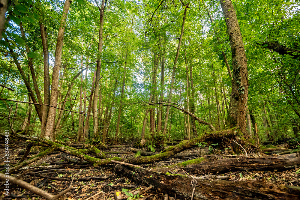 Obraz premium Bizarre Baumlandschaft am ausgetrockneten Rohsee im Frankfurter Stadtwald, der aus einem ehemaligen Altarm des Mains natürlich entstanden ist