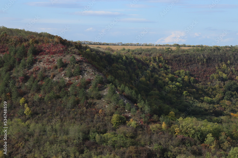 Autumn forest in yellow and green. A path in the thicket. The road is strewn with yellow leaves. Big pine trees. Nice weather in the forest Autumn forest in yellow and green. A path in the thicket. The road is strewn with yellow leaves. Big pine trees. Nice weather in the forest