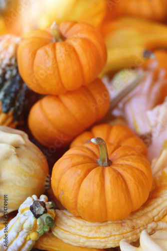 Beautiful pumpkin background. American pumpkins in autumn. Halloween and autumn background.