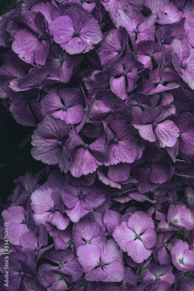 紫陽花 紫陽花