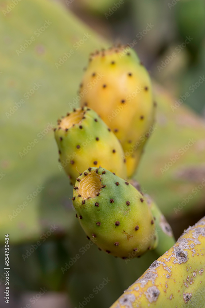prickly pear fruit prickly pear fruit