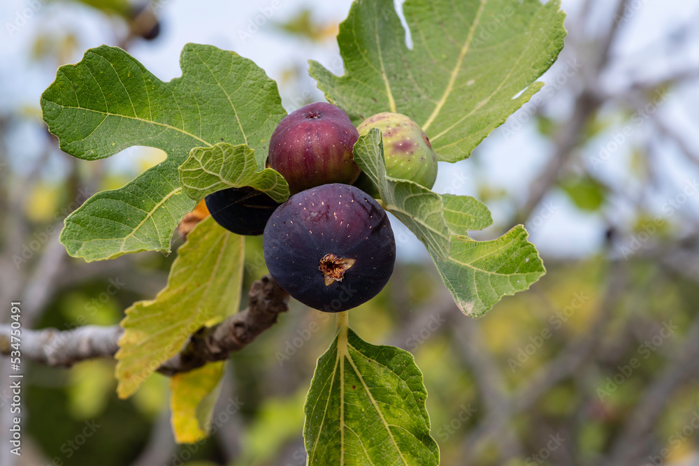 Figs on the tree