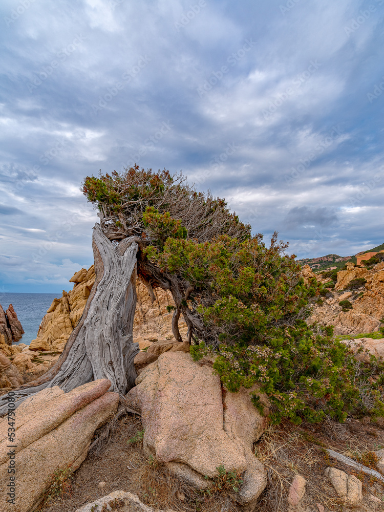 Tree formed by the wind