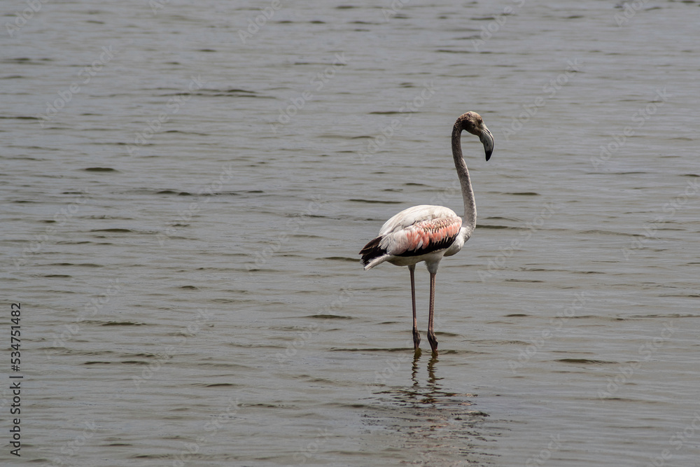 pink flamingo