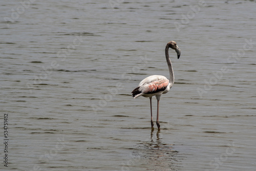 Obraz na płótnie pink flamingo w salonie
