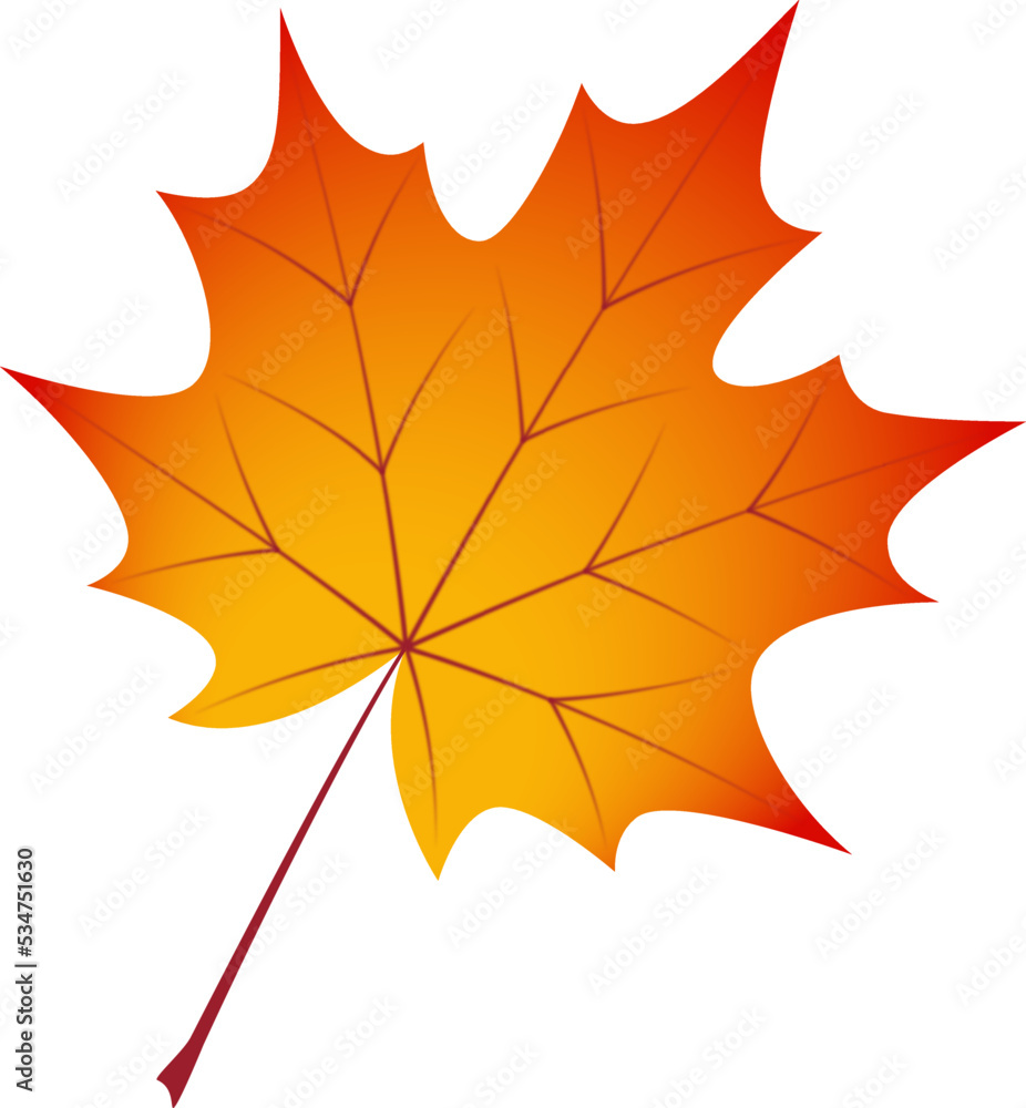 Obraz premium Autumn maple leaf