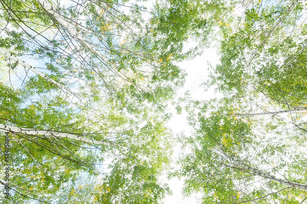 birch tree foliage in morning light with sunlight. birch tree foliage in morning light with sunlight.