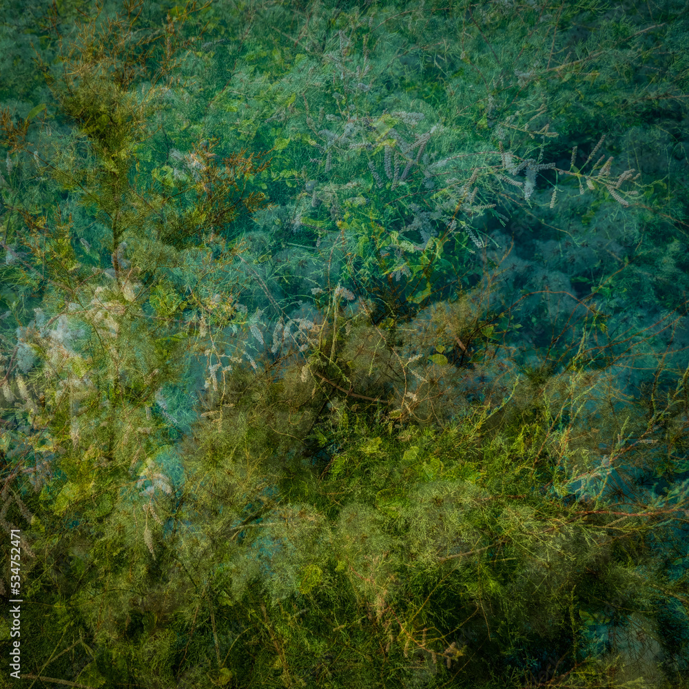 Multi exposure image to give the effect of tangled vegetation. Multi exposure image to give the effect of tangled vegetation.