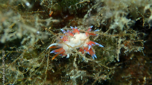 Sea slug pilgrim hervia (Cratena peregrina) close-up undersea, Aegean Sea, Greece, Halkidiki