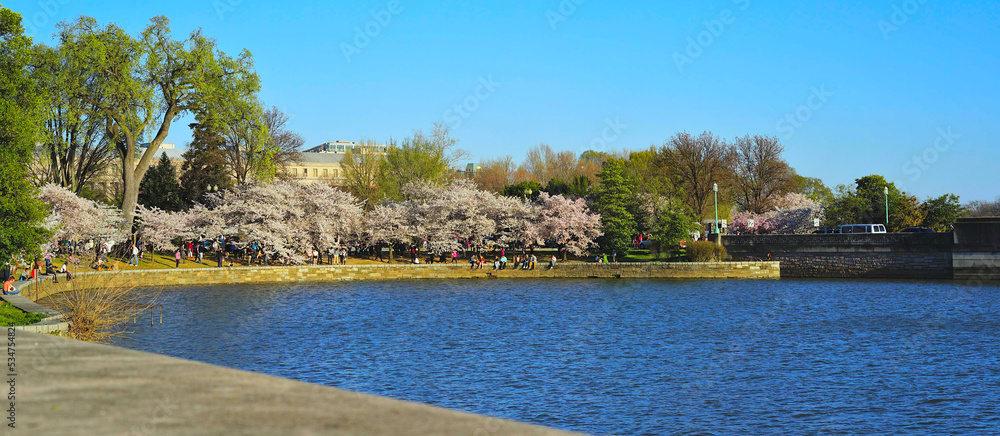 Cherry tree festival at reservoire in Washington DC national Mall (USA)