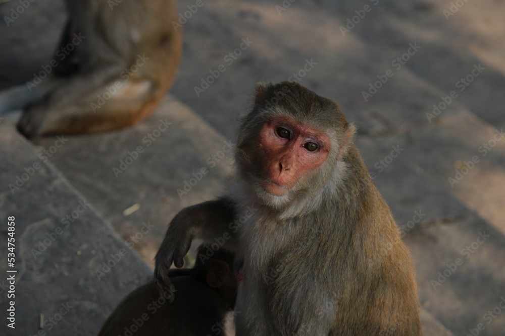 Naklejka premium japanese macaque sitting on a rock