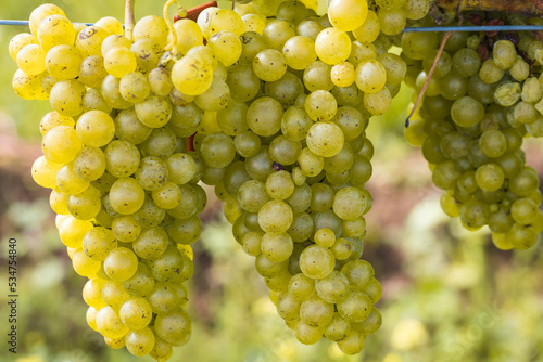 Close up of ripe juicy fresh white wine grapes on the vine in Rhineland-Palatinate/Germany