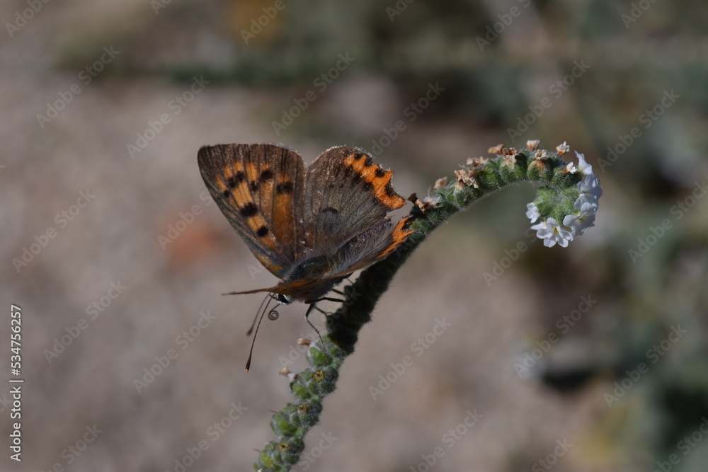 Obraz premium Mariposa manto bicolor (Lycaena phlaeas) con fondo difuminado (macro)